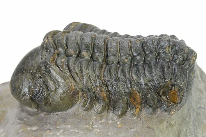 Detailed Reedops Trilobite - Atchana, Morocco #319928
